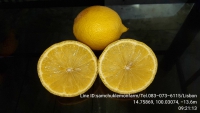 46411.jpg - เลมอน (LEMON) แต่ละสายพันธุ์ | https://samchuklemonfarm.com