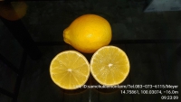 46412.jpg - เลมอน (LEMON) แต่ละสายพันธุ์ | https://samchuklemonfarm.com