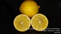 46413.jpg - เลมอน (LEMON) แต่ละสายพันธุ์ | https://samchuklemonfarm.com