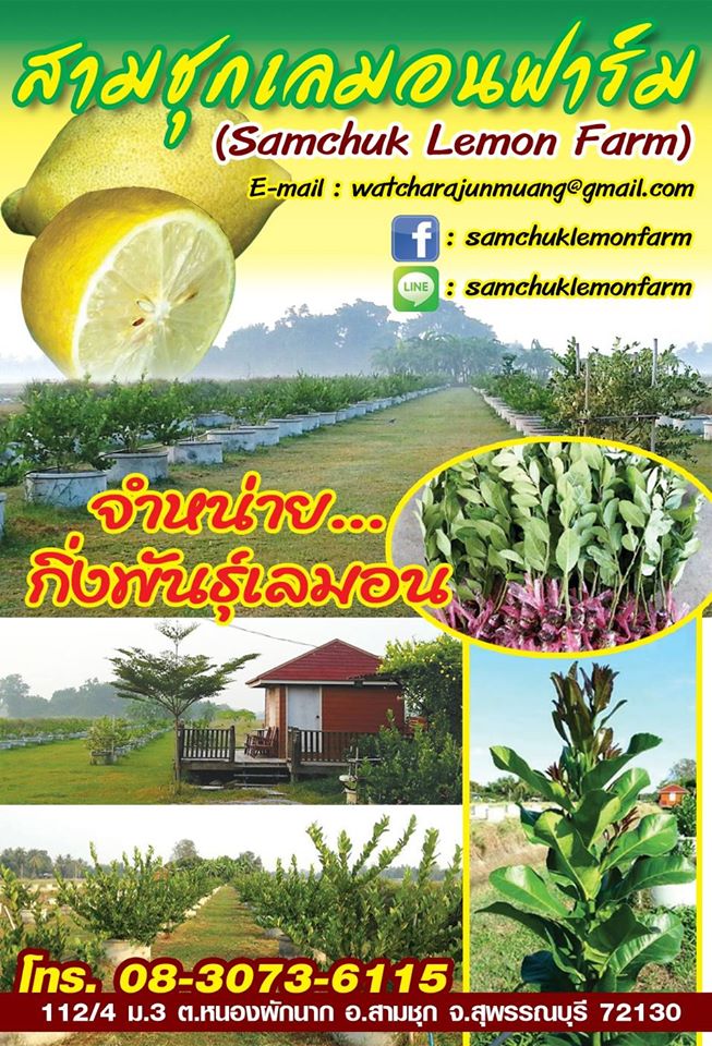 10 - https://samchuklemonfarm.com | SAMCHUK LEMON FARM - สามชุกเลมอนฟาร์ม สุพรรณบุรี