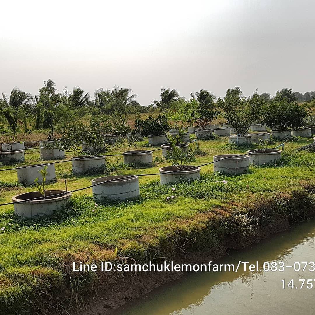11 - https://samchuklemonfarm.com | SAMCHUK LEMON FARM - สามชุกเลมอนฟาร์ม สุพรรณบุรี