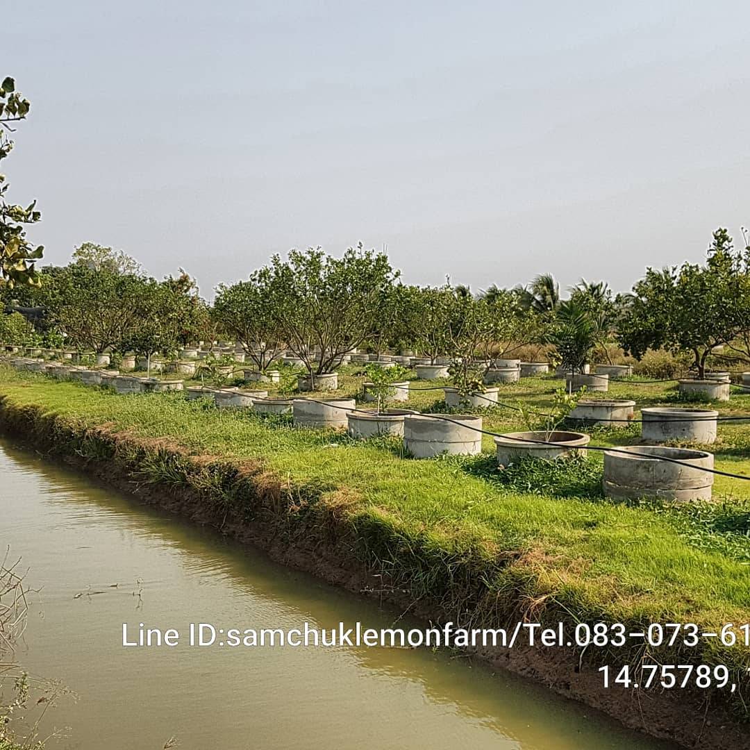 12 - https://samchuklemonfarm.com | SAMCHUK LEMON FARM - สามชุกเลมอนฟาร์ม สุพรรณบุรี