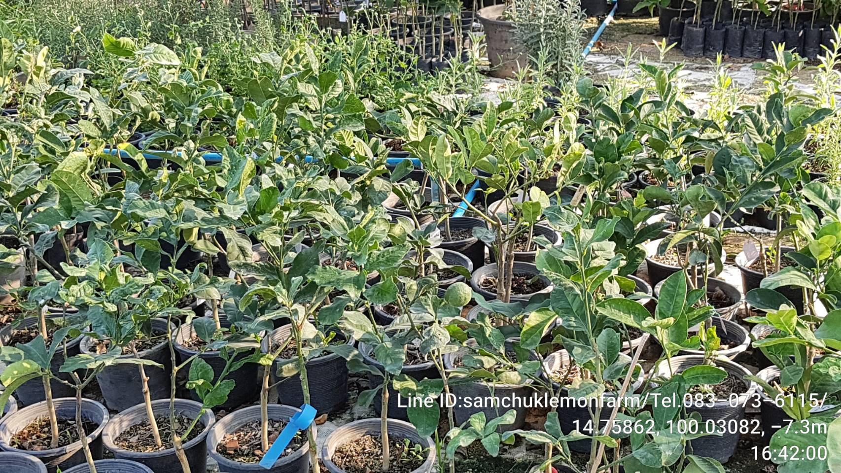 13 - https://samchuklemonfarm.com | SAMCHUK LEMON FARM - สามชุกเลมอนฟาร์ม สุพรรณบุรี