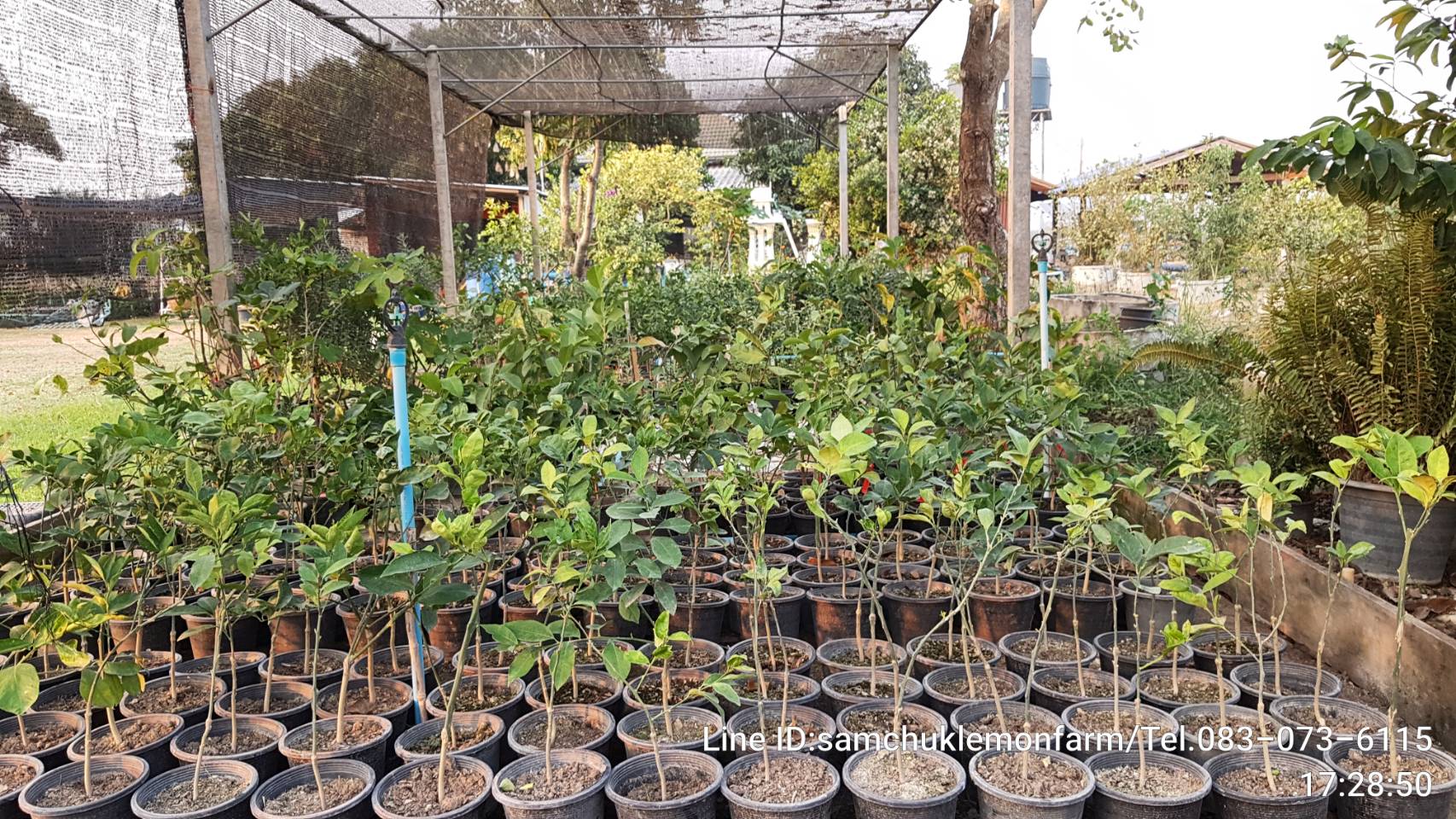 14 - https://samchuklemonfarm.com | SAMCHUK LEMON FARM - สามชุกเลมอนฟาร์ม สุพรรณบุรี