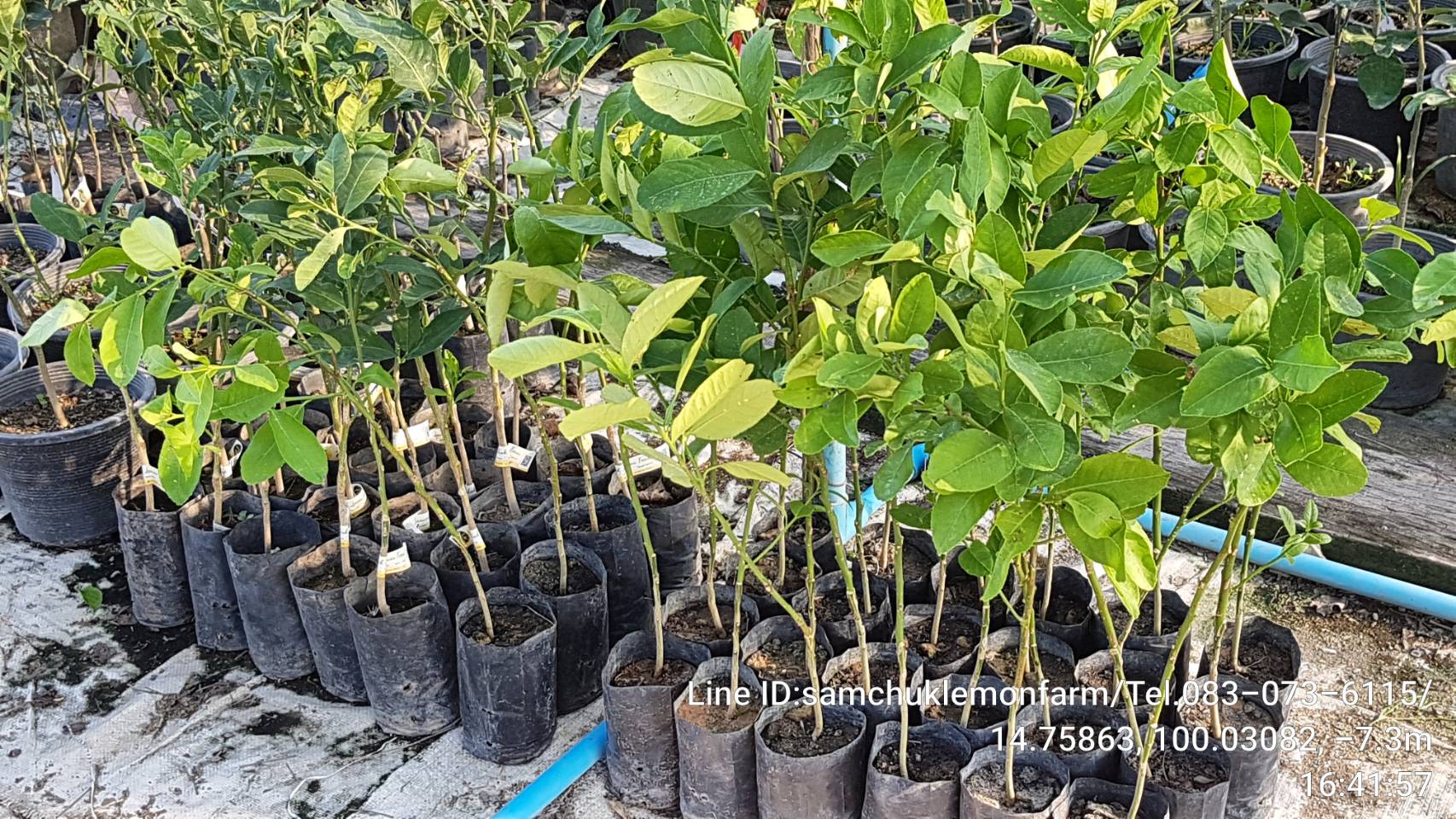 15 - https://samchuklemonfarm.com | SAMCHUK LEMON FARM - สามชุกเลมอนฟาร์ม สุพรรณบุรี
