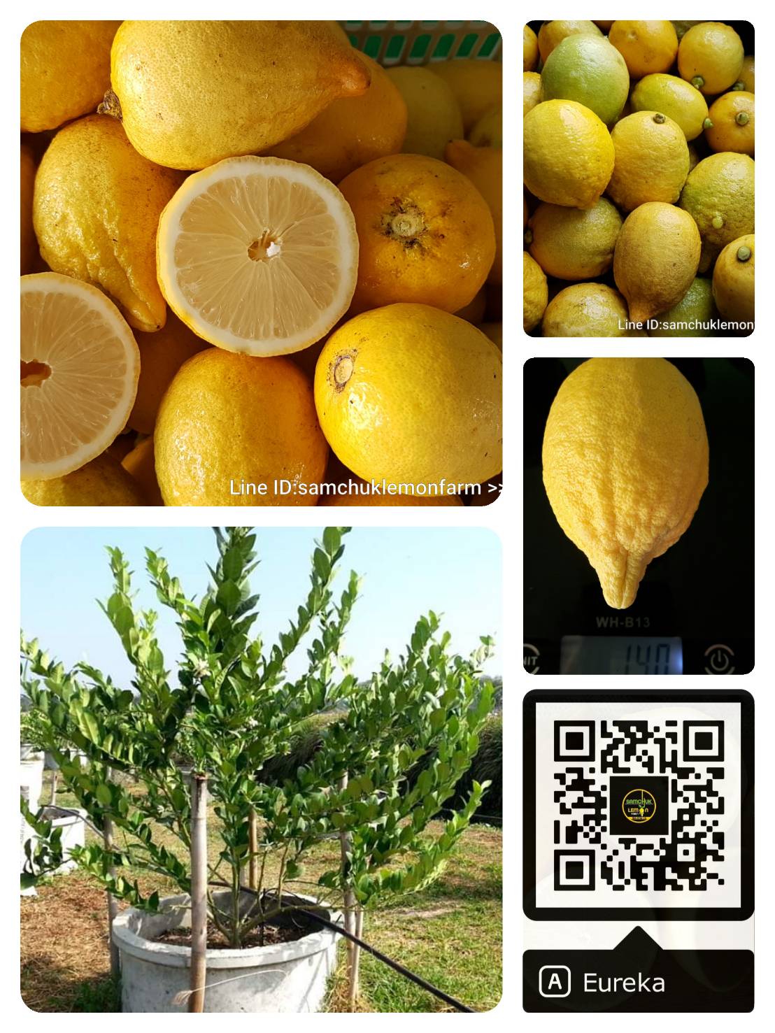 2 - https://samchuklemonfarm.com | SAMCHUK LEMON FARM - สามชุกเลมอนฟาร์ม สุพรรณบุรี