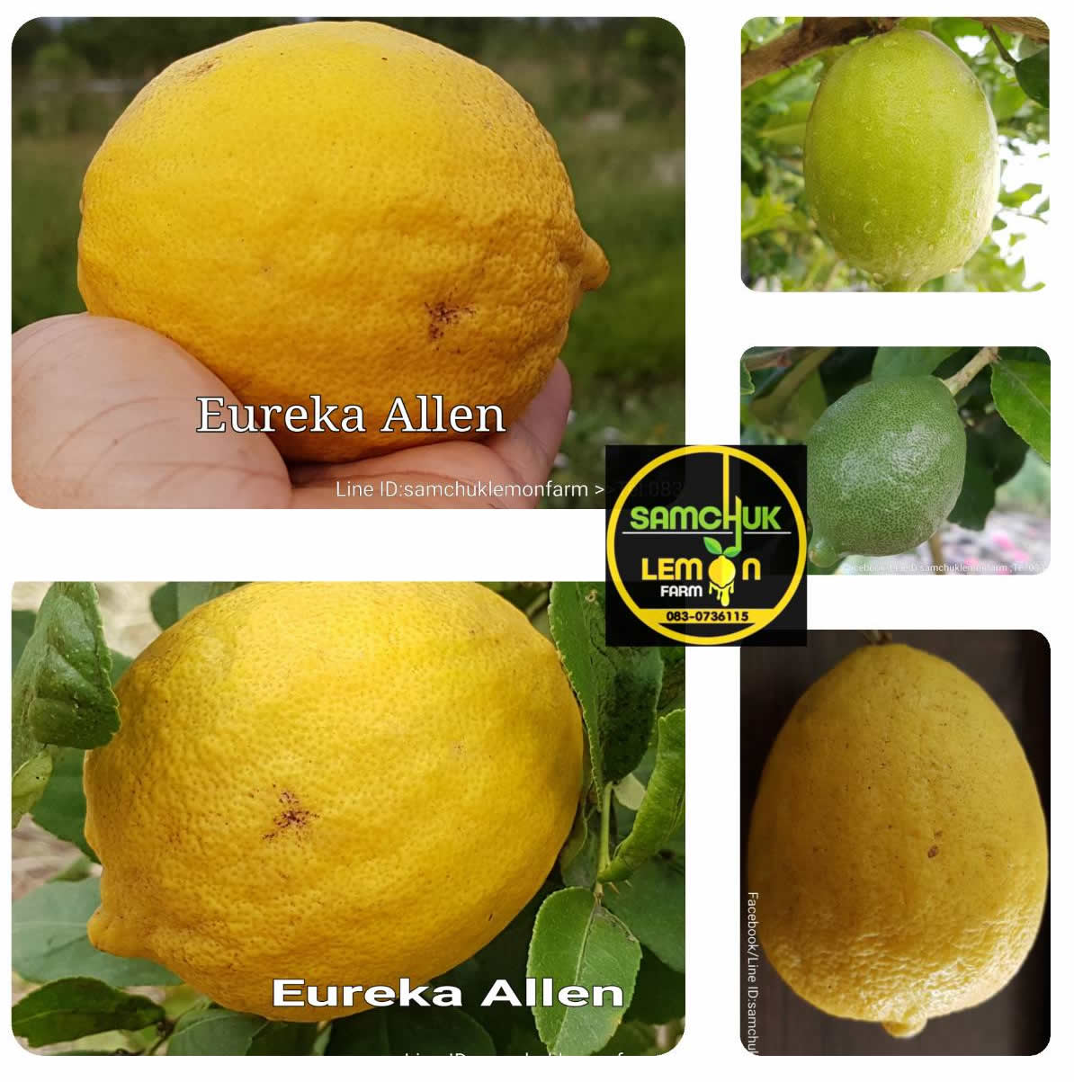 3 - https://samchuklemonfarm.com | SAMCHUK LEMON FARM - สามชุกเลมอนฟาร์ม สุพรรณบุรี