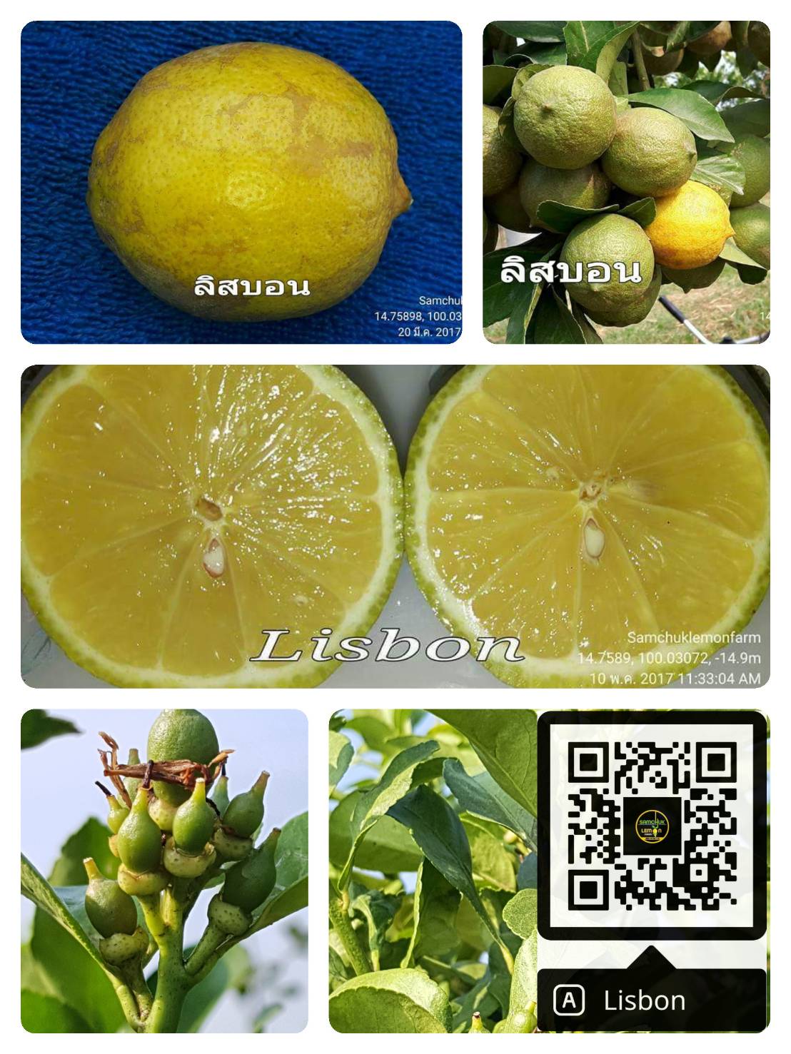 4 - https://samchuklemonfarm.com | SAMCHUK LEMON FARM - สามชุกเลมอนฟาร์ม สุพรรณบุรี