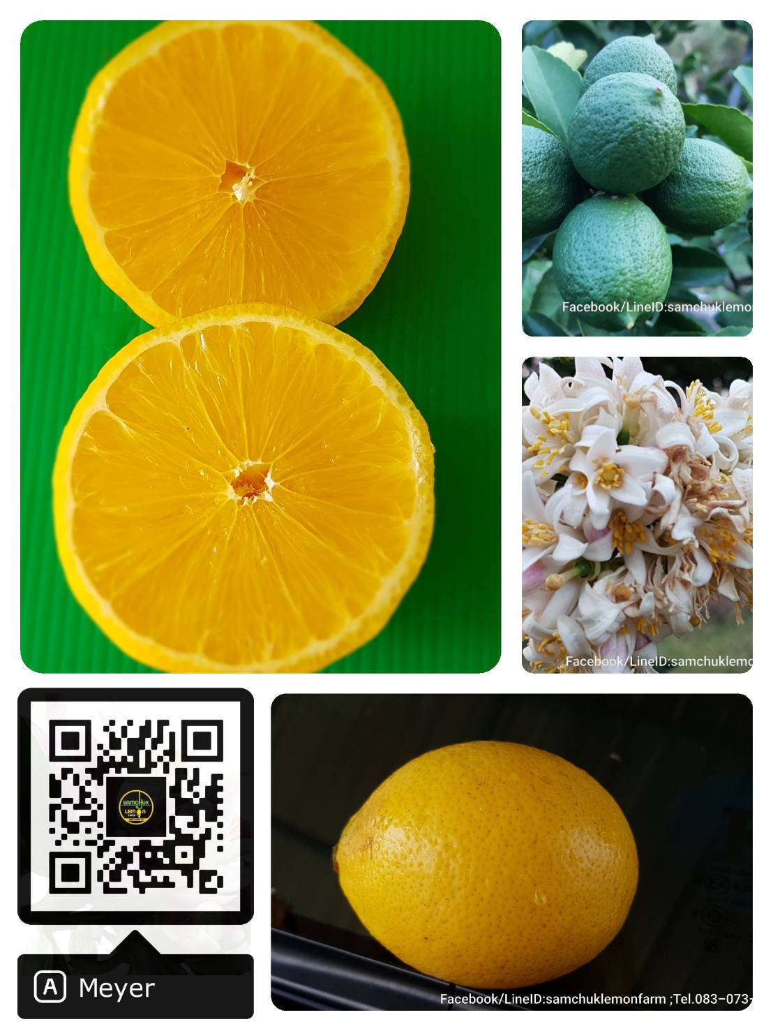 5 - https://samchuklemonfarm.com | SAMCHUK LEMON FARM - สามชุกเลมอนฟาร์ม สุพรรณบุรี