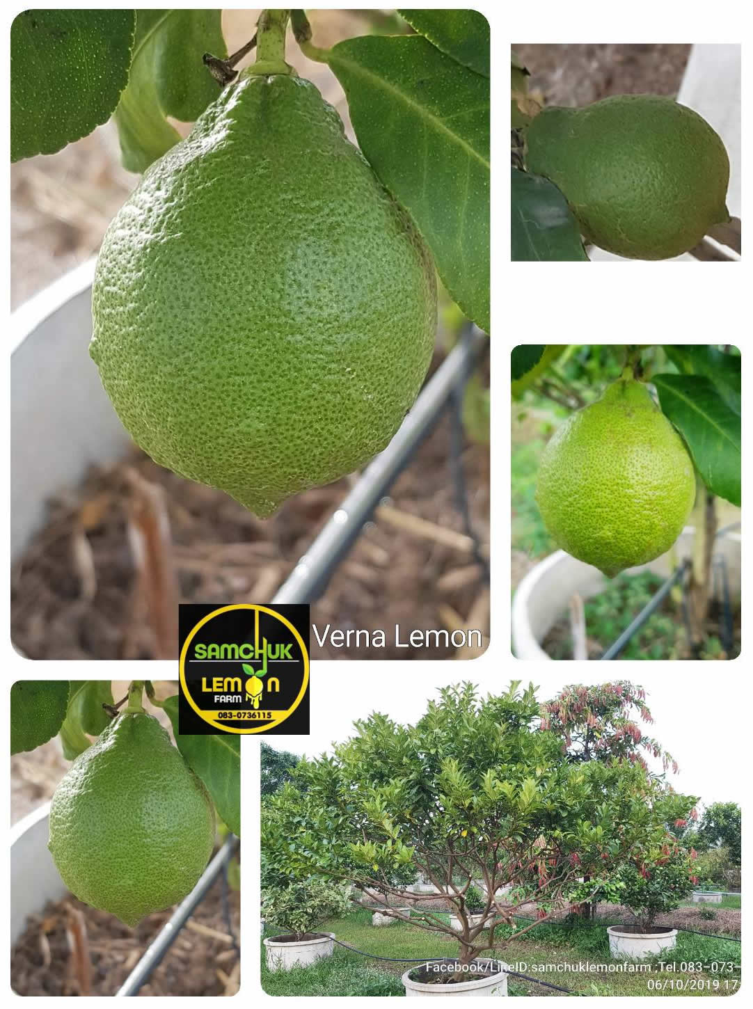 6 - https://samchuklemonfarm.com | SAMCHUK LEMON FARM - สามชุกเลมอนฟาร์ม สุพรรณบุรี