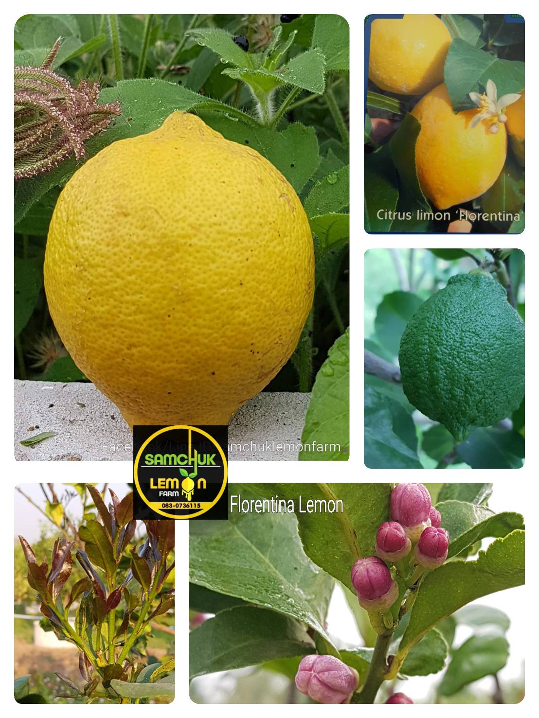 7 - https://samchuklemonfarm.com | SAMCHUK LEMON FARM - สามชุกเลมอนฟาร์ม สุพรรณบุรี