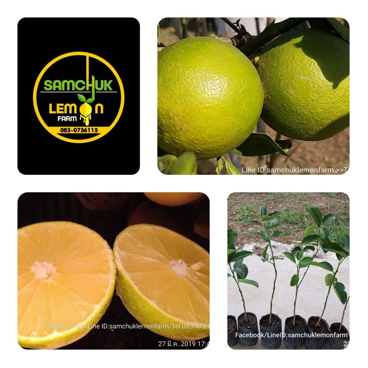 8 - https://samchuklemonfarm.com | SAMCHUK LEMON FARM - สามชุกเลมอนฟาร์ม สุพรรณบุรี