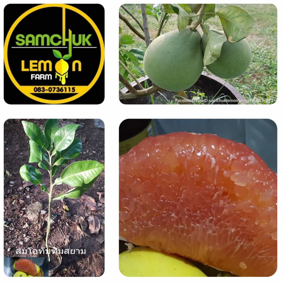9 - https://samchuklemonfarm.com | SAMCHUK LEMON FARM - สามชุกเลมอนฟาร์ม สุพรรณบุรี